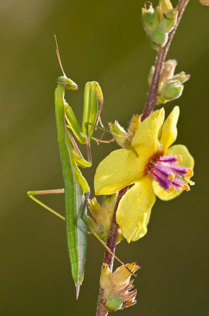 Mantis religiosa (ninfa di femmina)